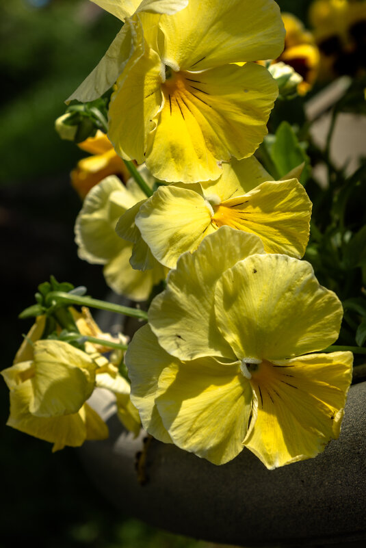 *** - ирина )))