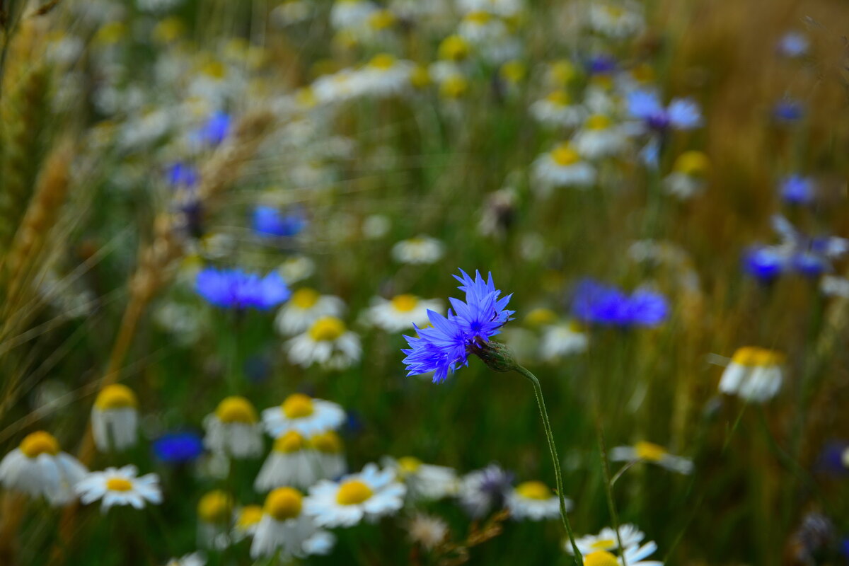 Лето. - Михаил Колосов 