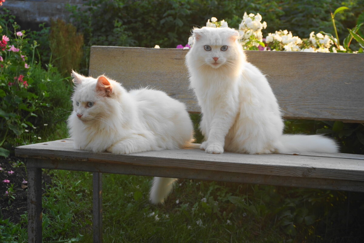 Коты на даче - Сергей Ц