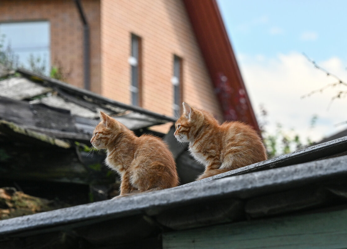 В профиль - Вадим В профиль - Вадим