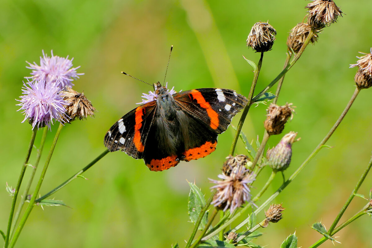 из снятого 1 августа 27 - Александр Прокудин