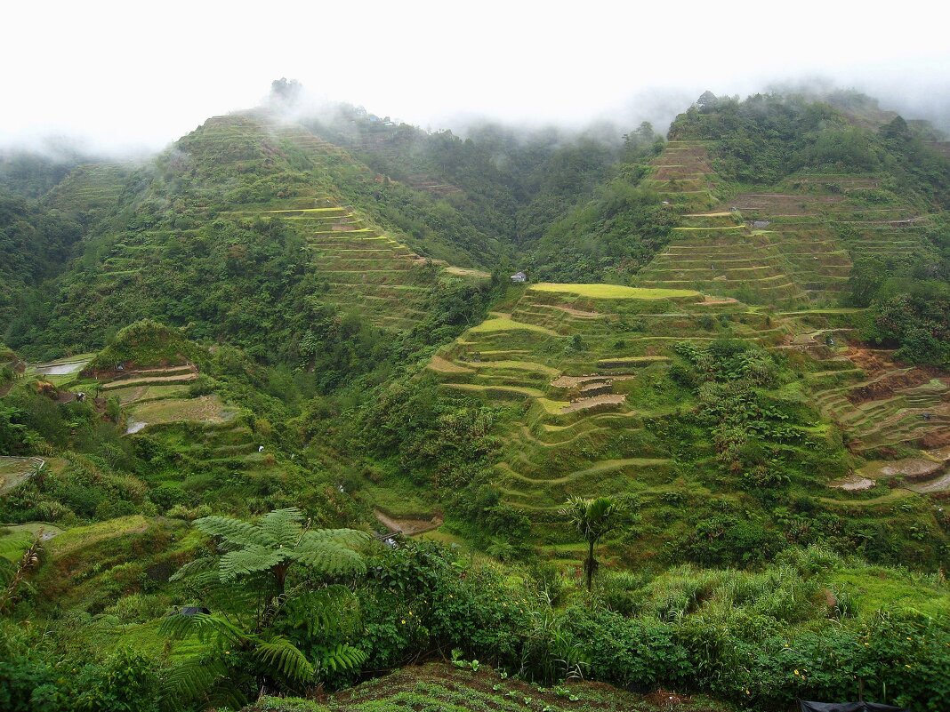 На острове Лусон. - unix (Илья Утропов)