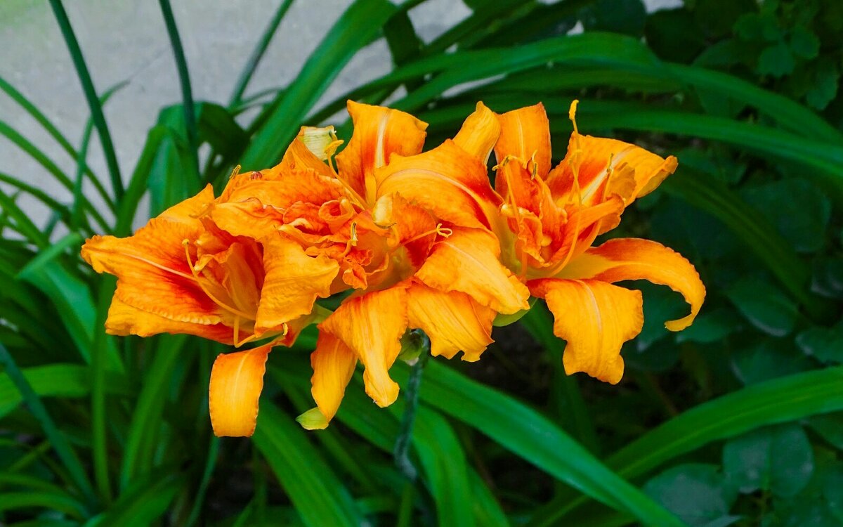 Трио лилий. - Милешкин Владимир Алексеевич Трио лилий. - Милешкин Владимир Алексеевич