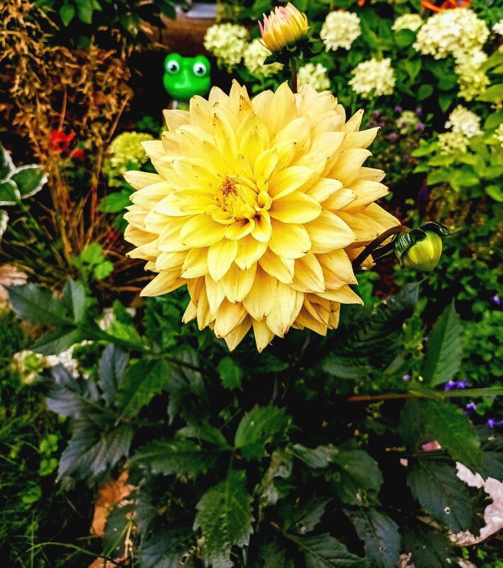 Садовый георгин - Veera V