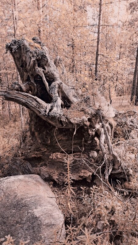 мертвый лес - Артём 