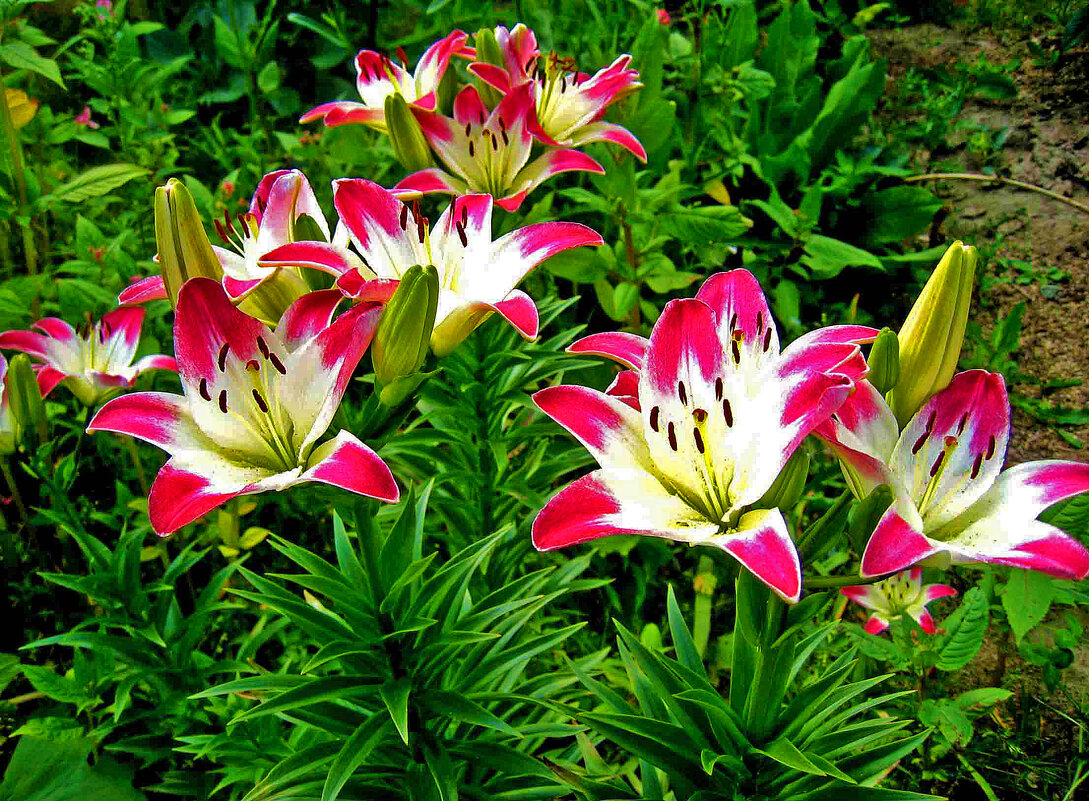 Августовские лилии! - Владимир 