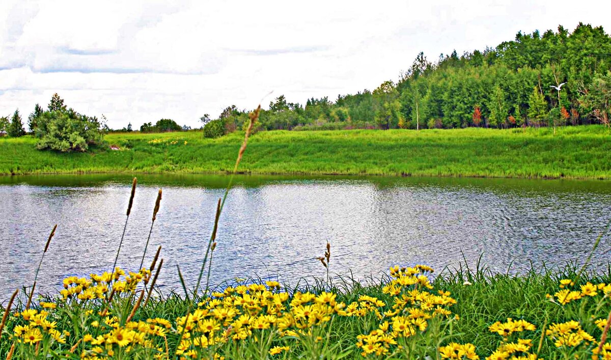 Август...Травы на протоке Девкина! - Владимир Август...Травы на протоке Девкина! - Владимир