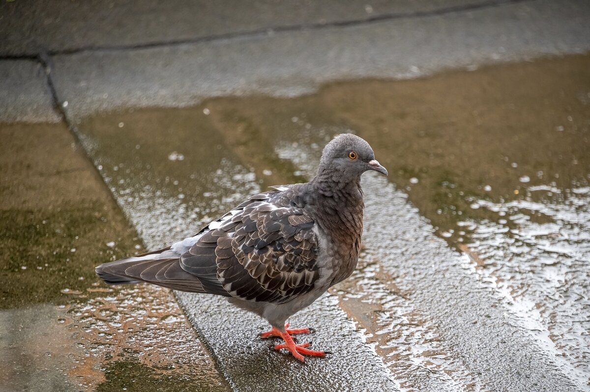 В дождливый день - Валерий Иванович В дождливый день - Валерий Иванович