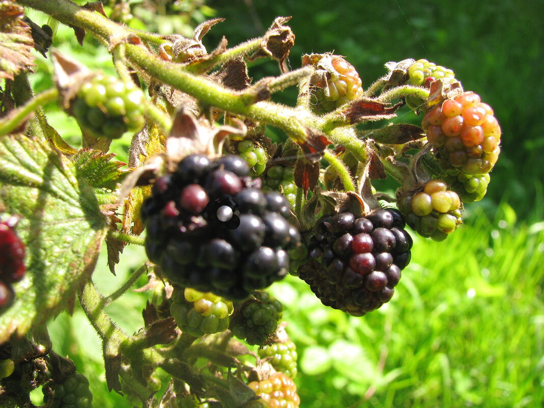 Ежевика - Людмила Смородинская