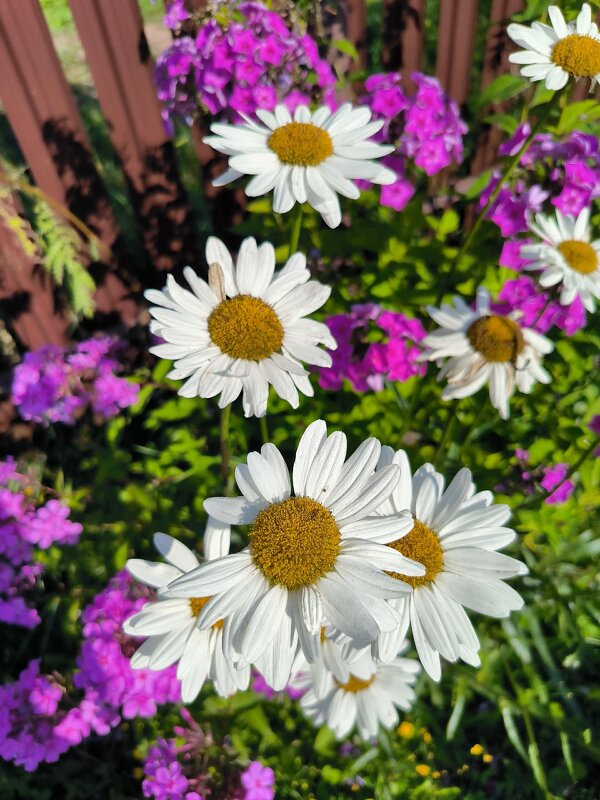 Яркие краски лета. - Ольга 