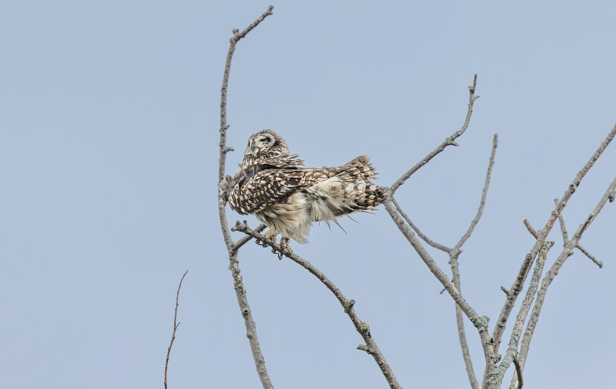 сова болотная. - юрий макаров