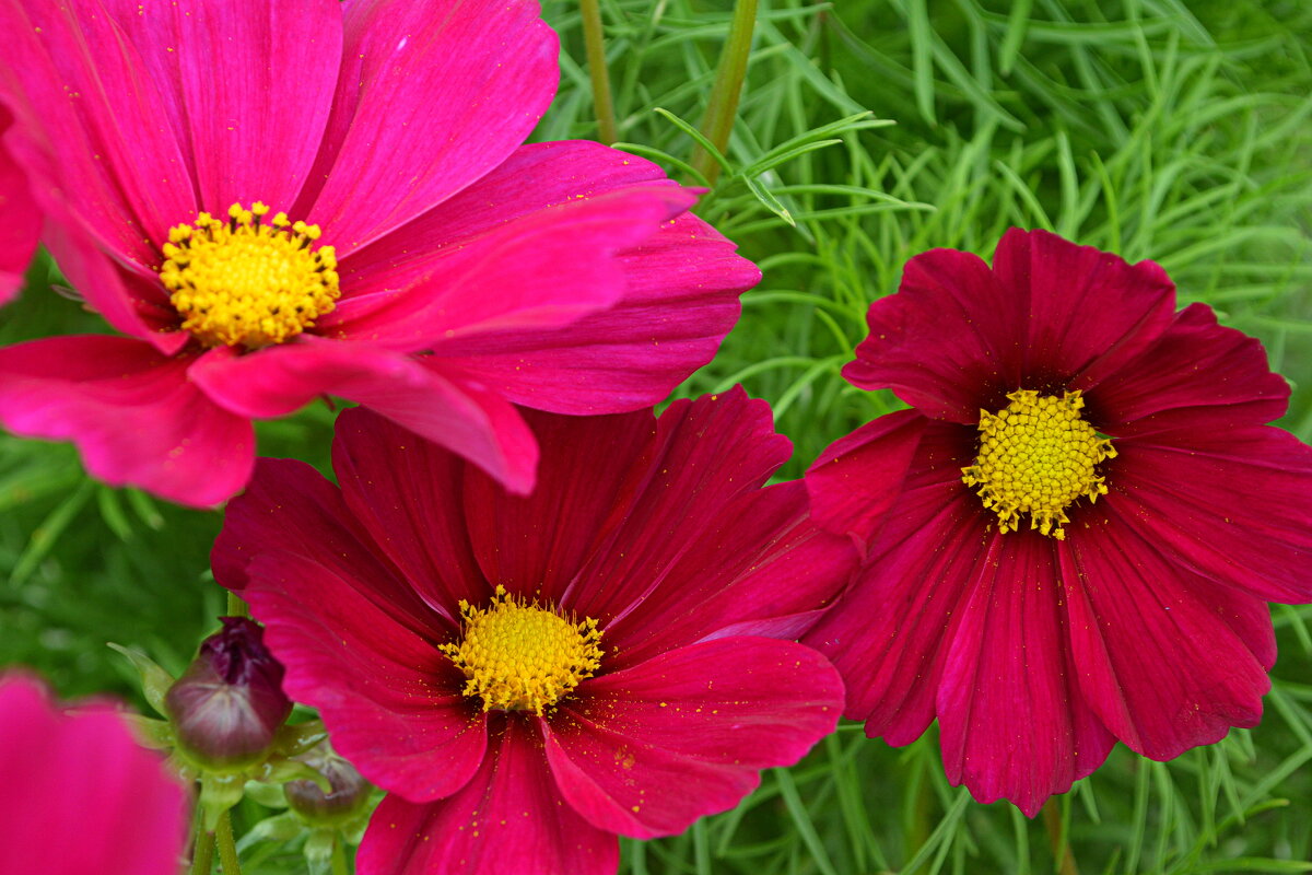 Космеи - Татьяна Лютаева