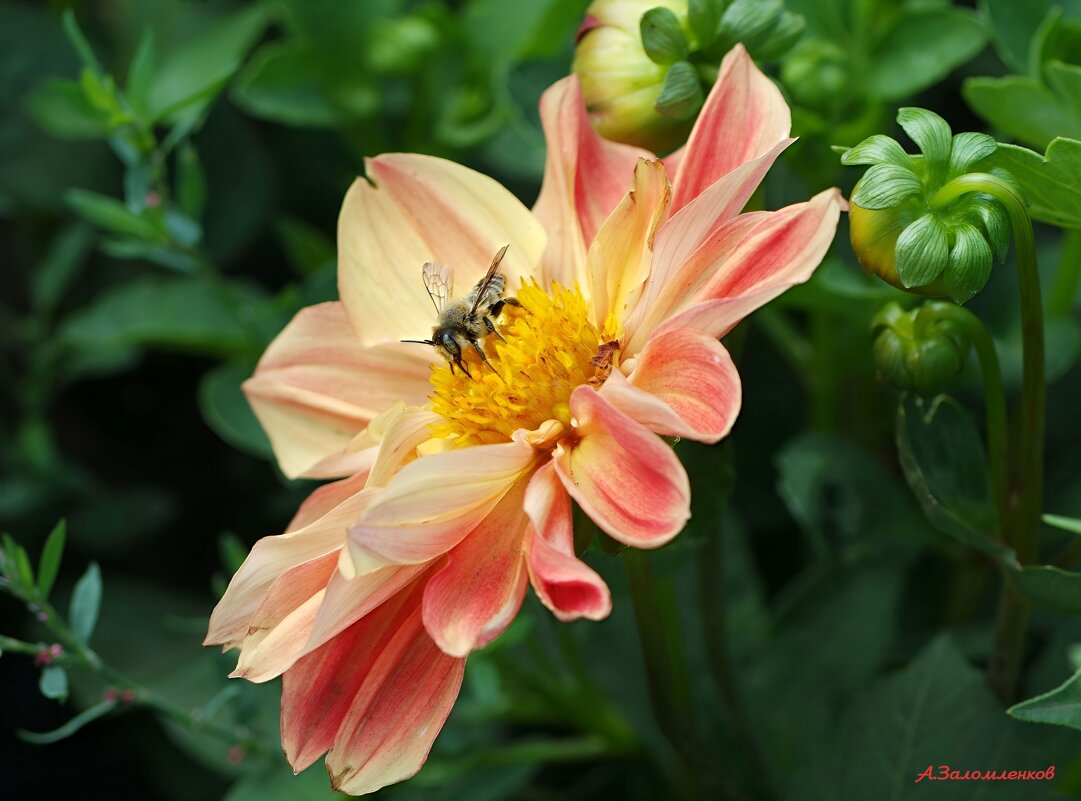 Про георгины.. - Андрей Заломленков