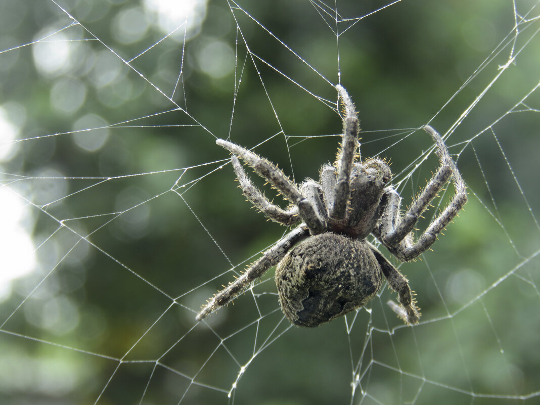 Ну разве не красавчик? - ИРЭН@ .