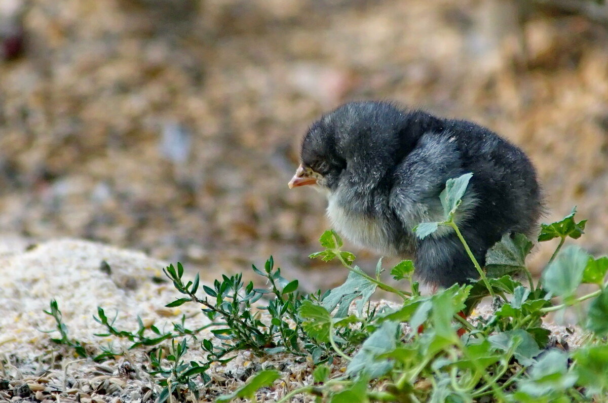 Про маленького цыплёнка... - Николай Саржанов