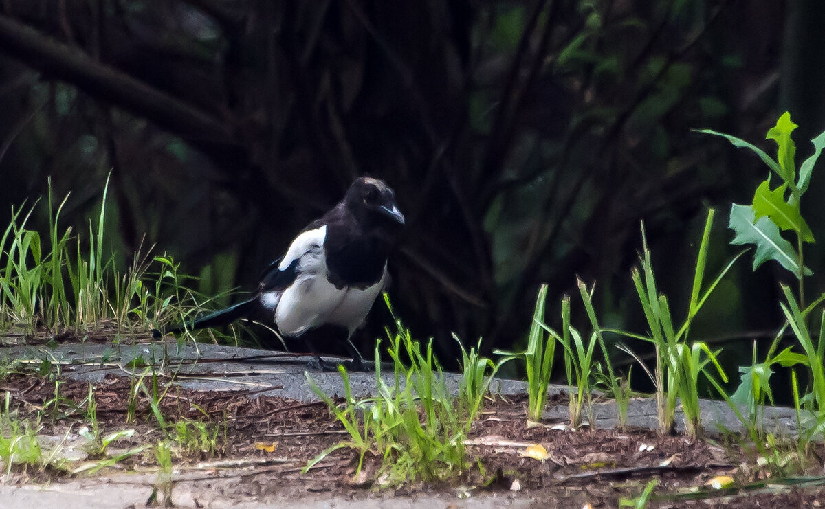 *** - Владимир Безбородов