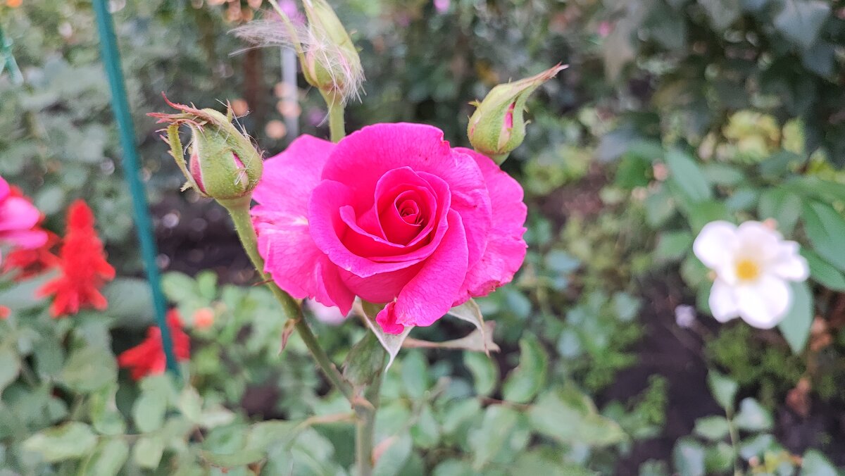 ,,, - Сергей Тимоновский ,,, - Сергей Тимоновский