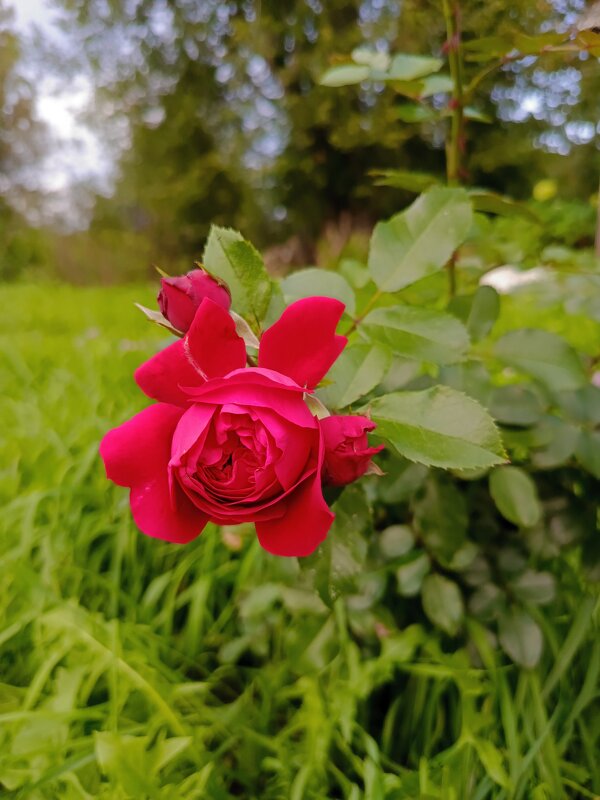 Цветы — стихи природы. - Vladimir Semenchukov