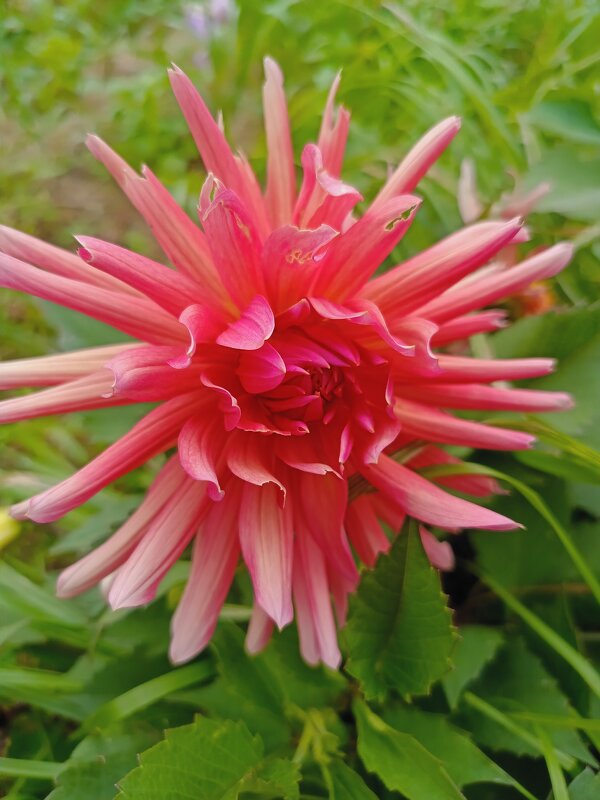 Разве можно сказать цветку что он некрасив? - Vladimir Semenchukov