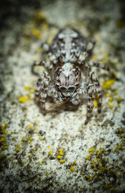 Jumping Spider | 11 - Sergey Sonvar Jumping Spider | 11 - Sergey Sonvar