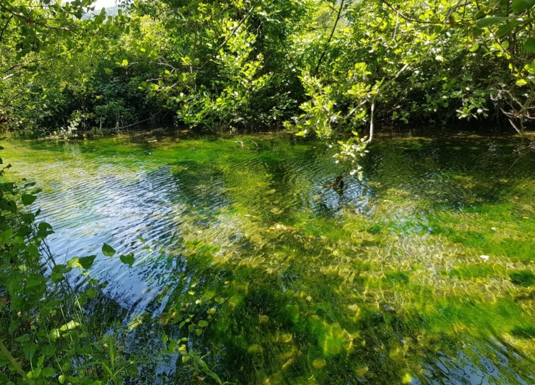 РЕЧКА - Tata Wolf