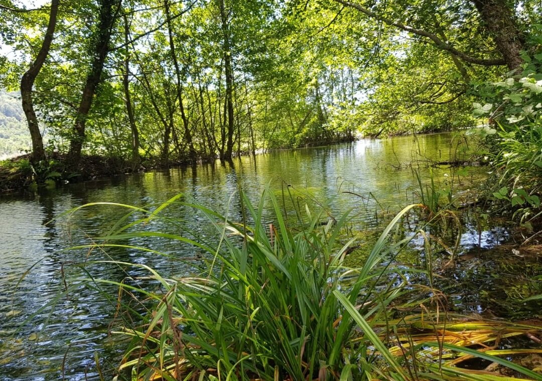 РЕЧКА - Tata Wolf