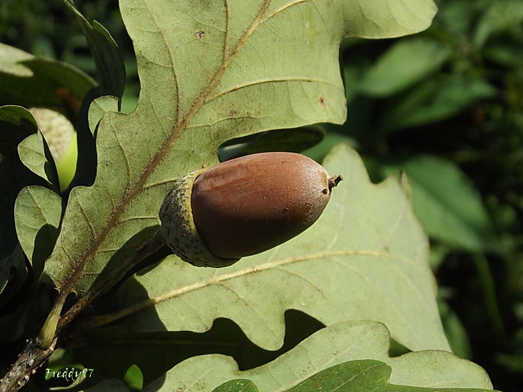 С колпачком на голове, будто в путь готовый, он скрывается в листве дуба золотого. - Freddy 97 С колпачком на голове, будто в путь готовый, он скрывается в листве дуба золотого. - Freddy 97