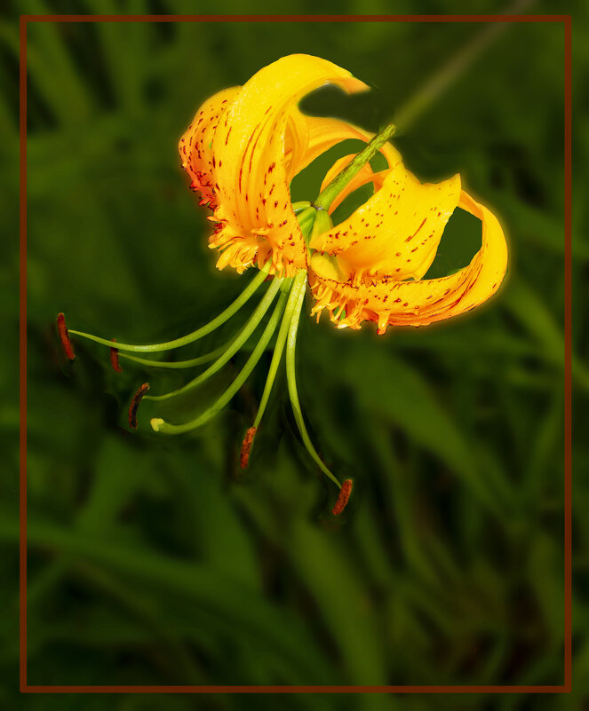 Тигровая лилия - Евгений 