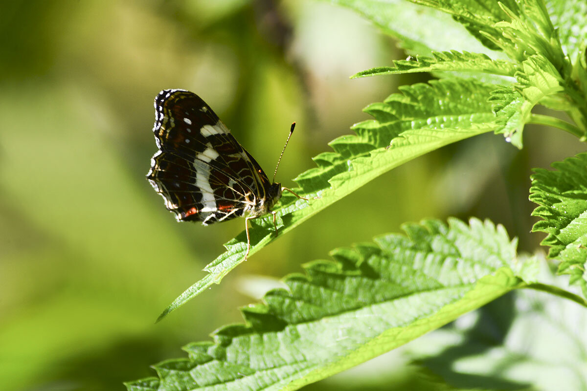 Пестрокрыльница на крапиве - Геннадий Супрун Пестрокрыльница на крапиве - Геннадий Супрун