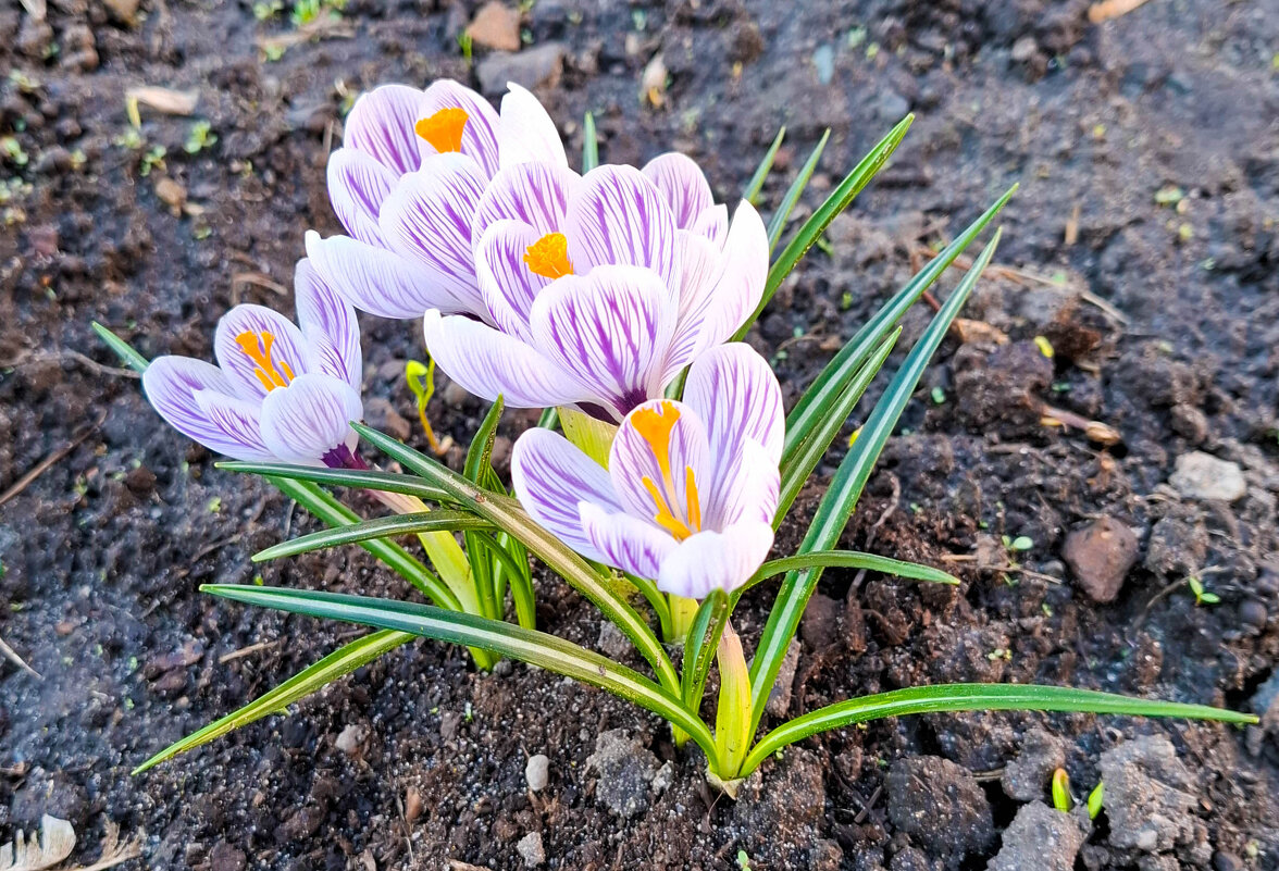 Крокусы - Irene Irene Крокусы - Irene Irene