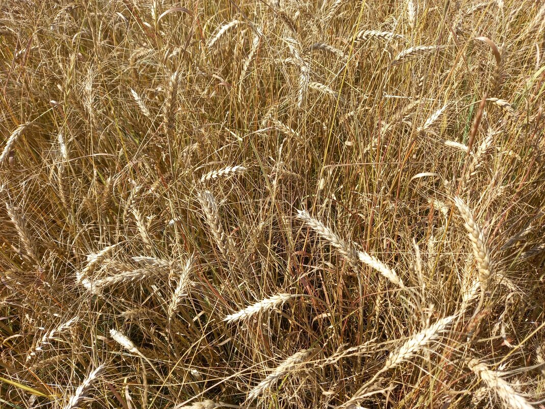 Поспела - BoxerMak Mak