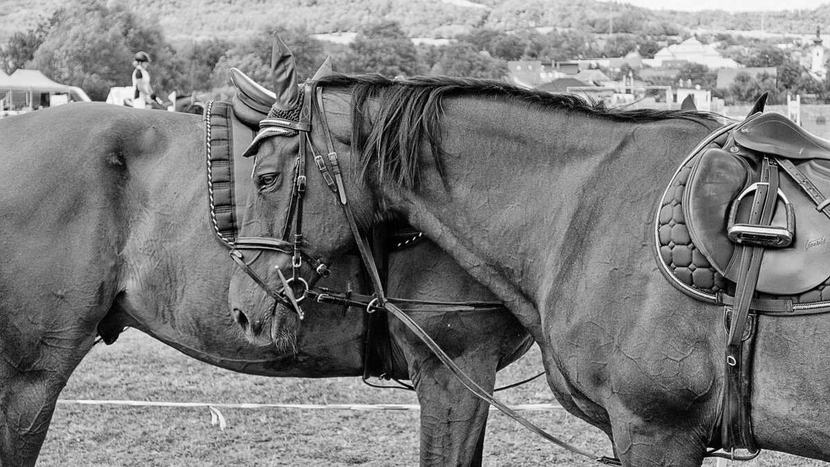 друзья - Jiří Valiska друзья - Jiří Valiska