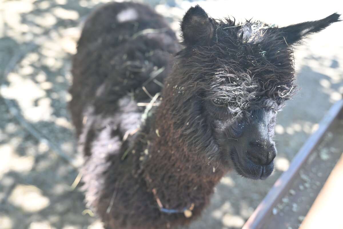 ... - Митяй Митрич