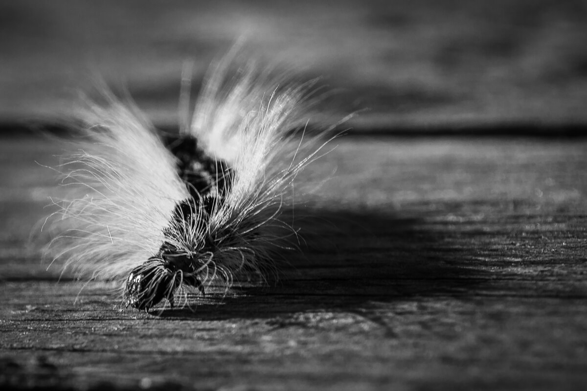 Букарашка - Николай Мокшин Букарашка - Николай Мокшин