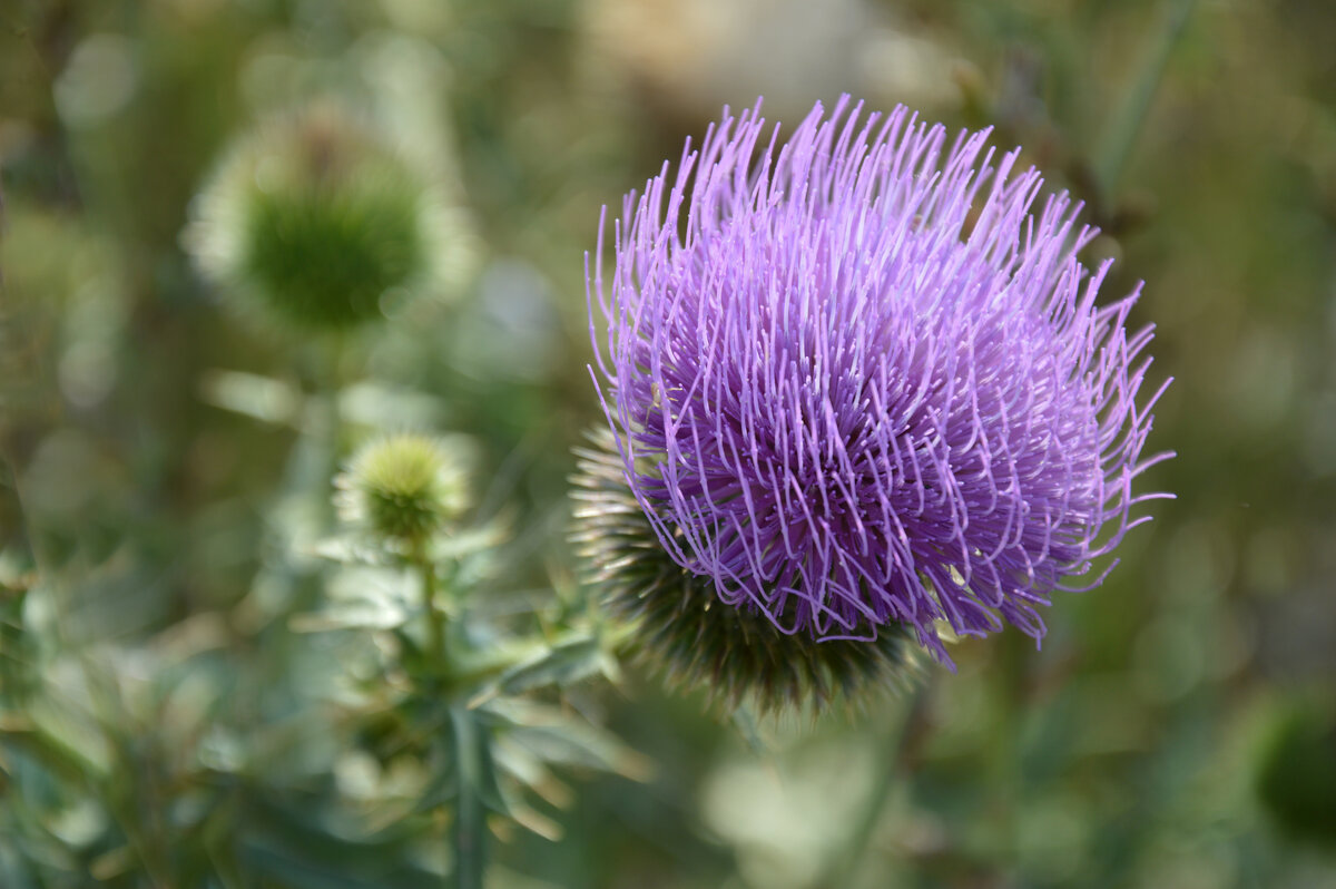 Как из парикмахерской - ветром причесанный... - Надежда Куркина 