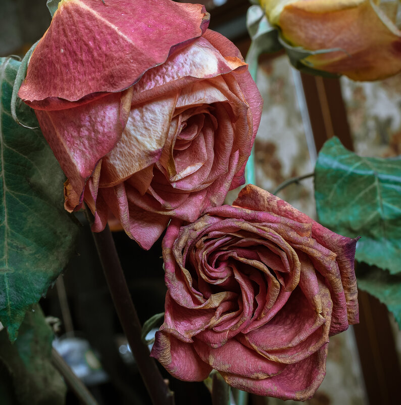 ***** - Володька Завитушкин