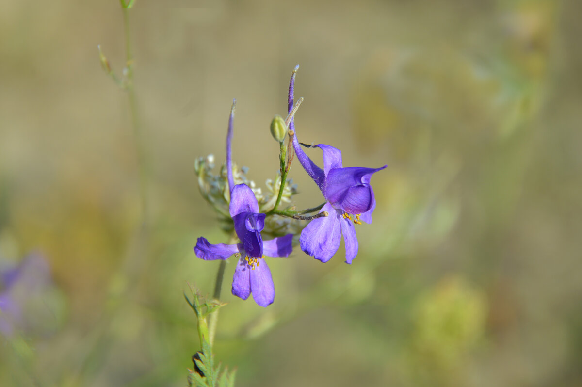 Живокость полевая (дельфиниум) - Надежда Куркина Живокость полевая (дельфиниум) - Надежда Куркина