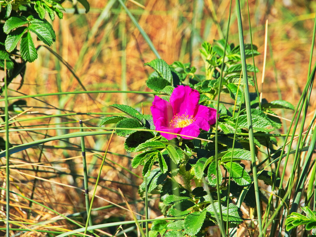 *** - Witalij Löwin *** - Witalij Löwin