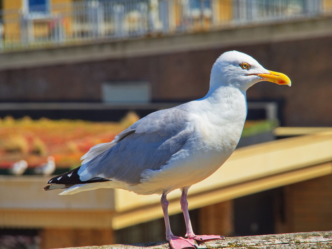 *** - Witalij Löwin *** - Witalij Löwin