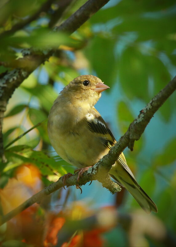 спряталась в кроне рябины - Andrey Bragin спряталась в кроне рябины - Andrey Bragin
