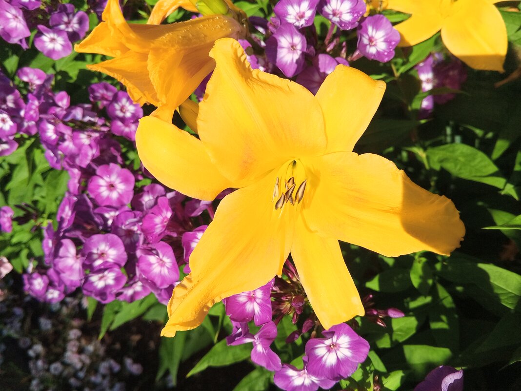 Лилейник и флоксы - Сапсан 