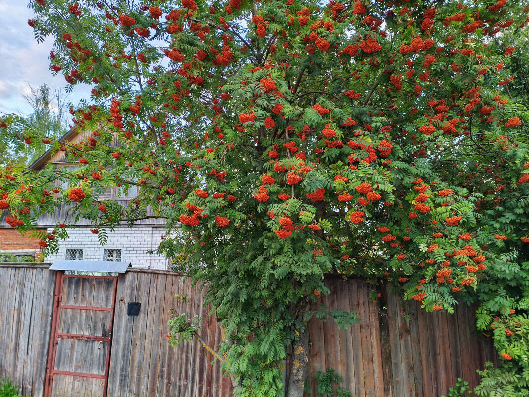 *** - Денис Бочкарёв