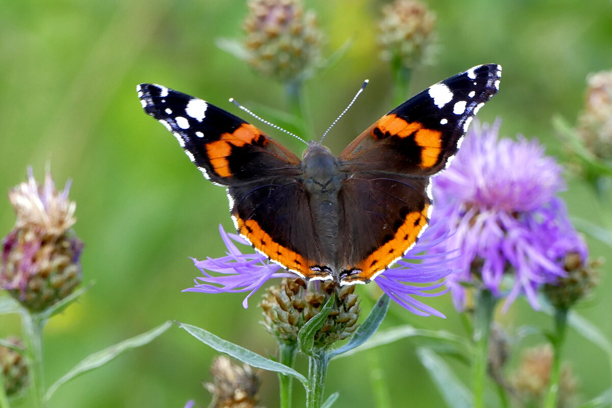 из снятого 1 августа 33 - Александр Прокудин из снятого 1 августа 33 - Александр Прокудин
