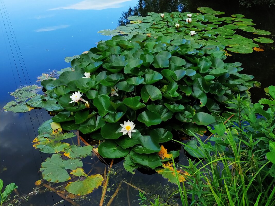 Немного ботаники :-) - Андрей Лукьянов