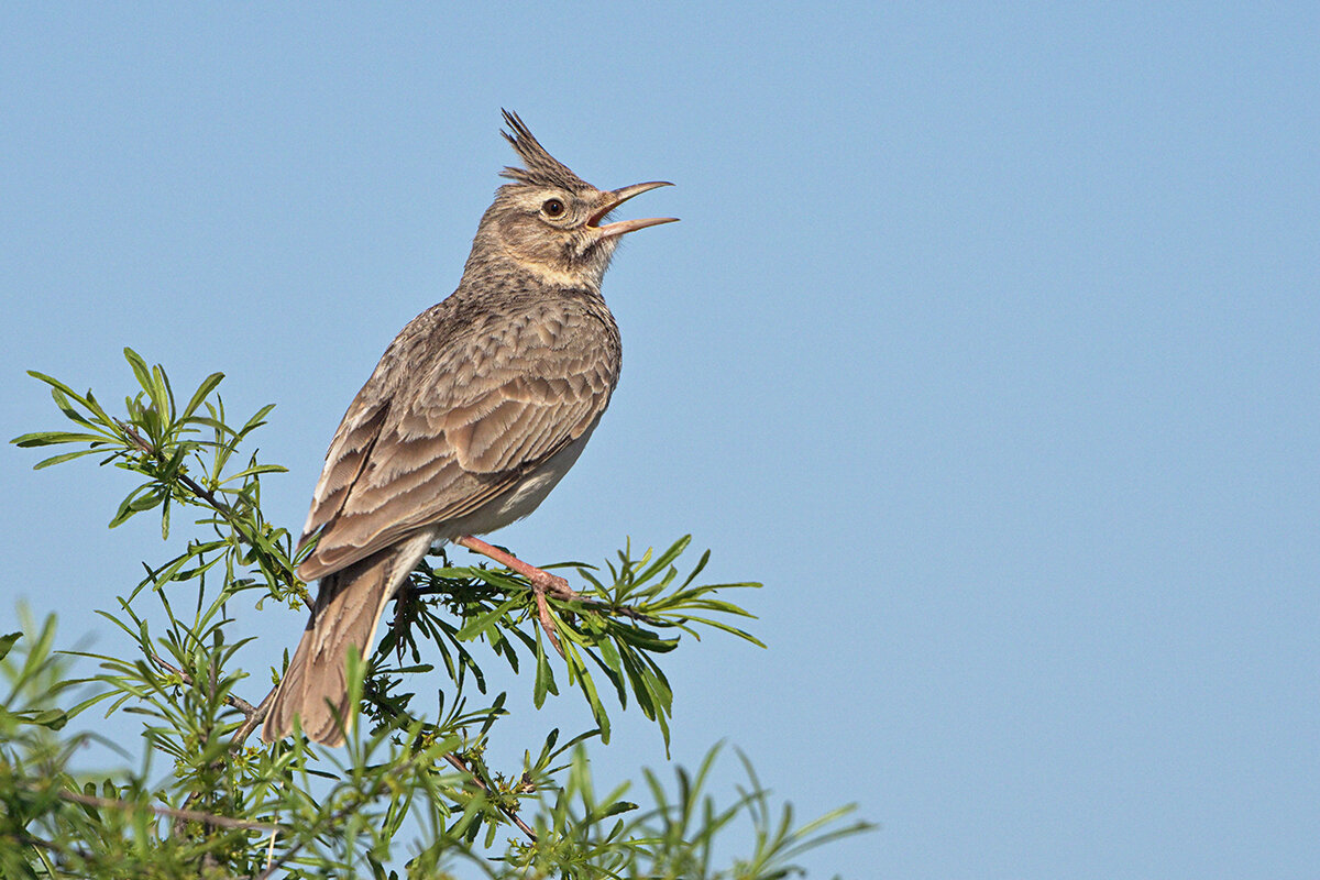 Хохлатый жаворонок - Maxim Lanin Хохлатый жаворонок - Maxim Lanin