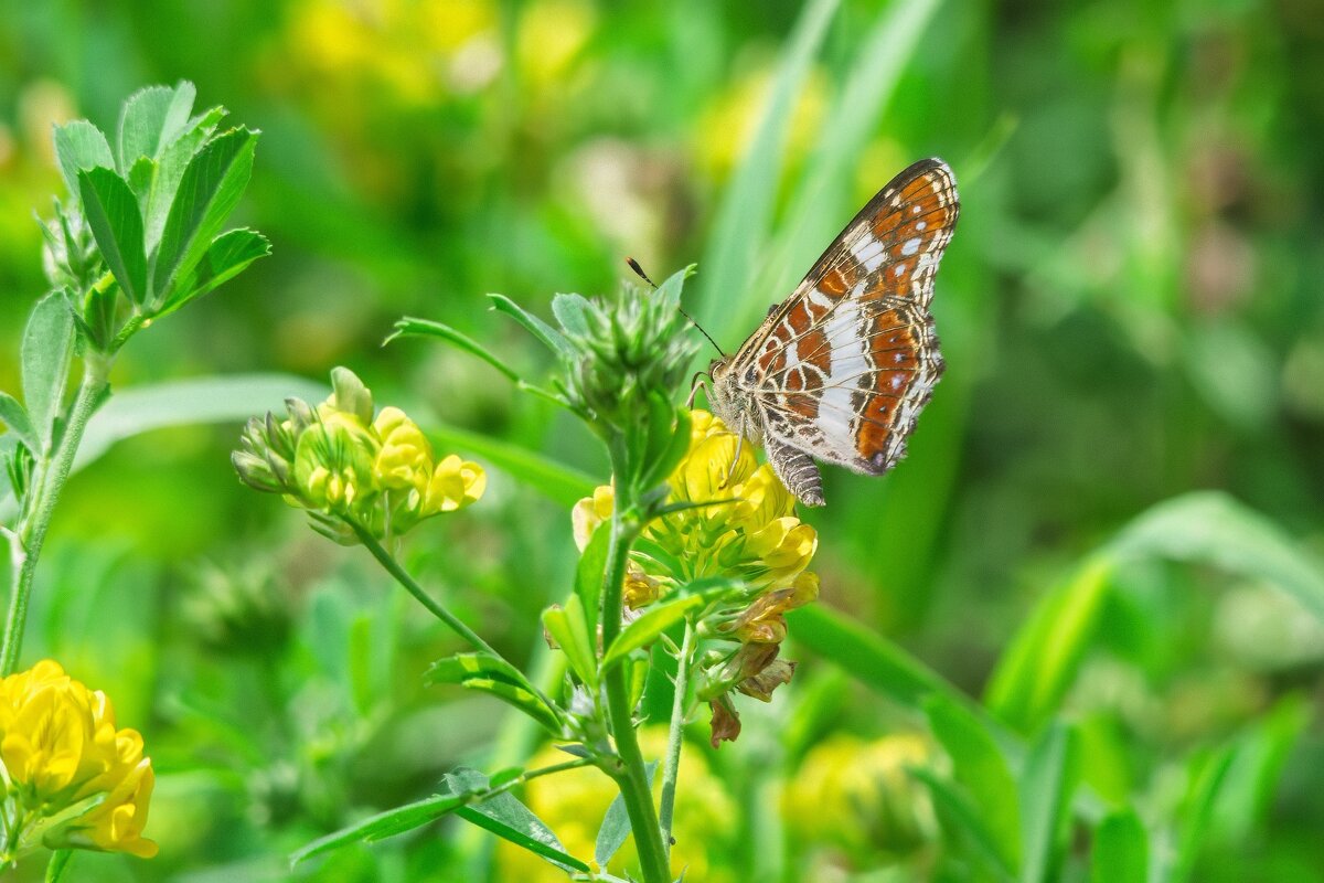 *** - Виктор Иванович Чернюк *** - Виктор Иванович Чернюк