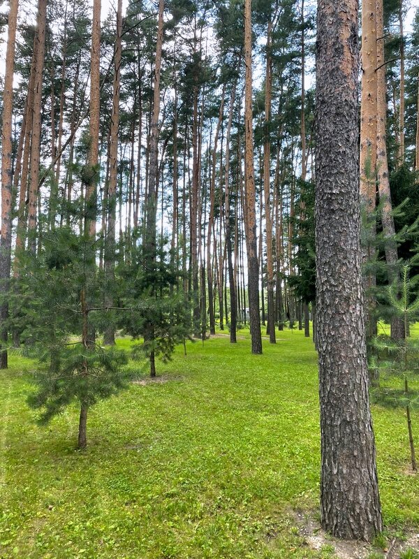 Сосны и сосенки - Елена 