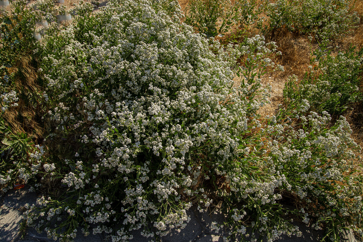Сорняки - Анатолий Чикчирный