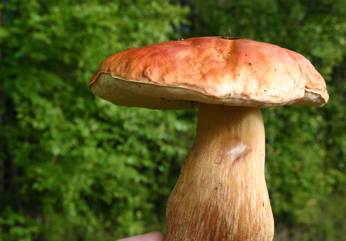 Август...Царь гриб! - Владимир 