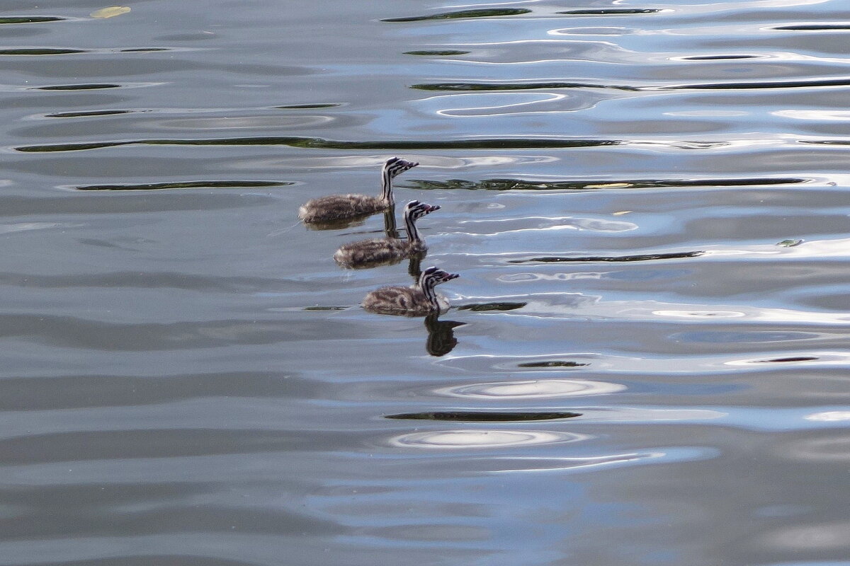 Птенцы Чомги в лучах утреннего солнца - Рита Симонова Птенцы Чомги в лучах утреннего солнца - Рита Симонова